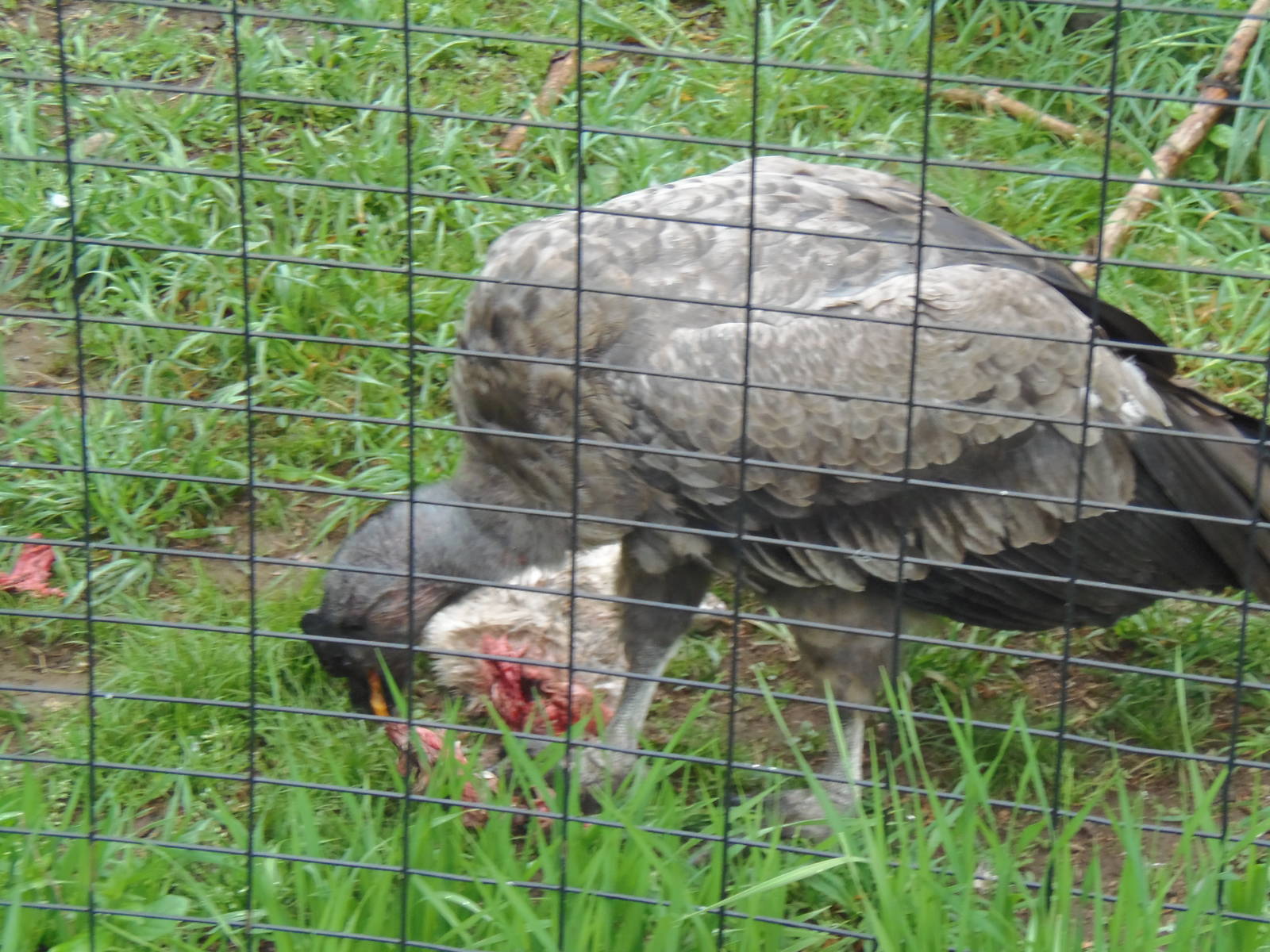 Desmond Enjoying His Meal
