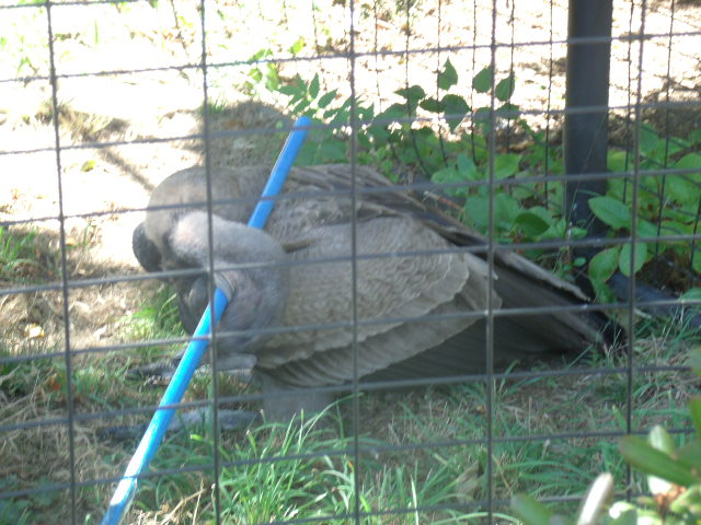 Desmond murdering a rake!