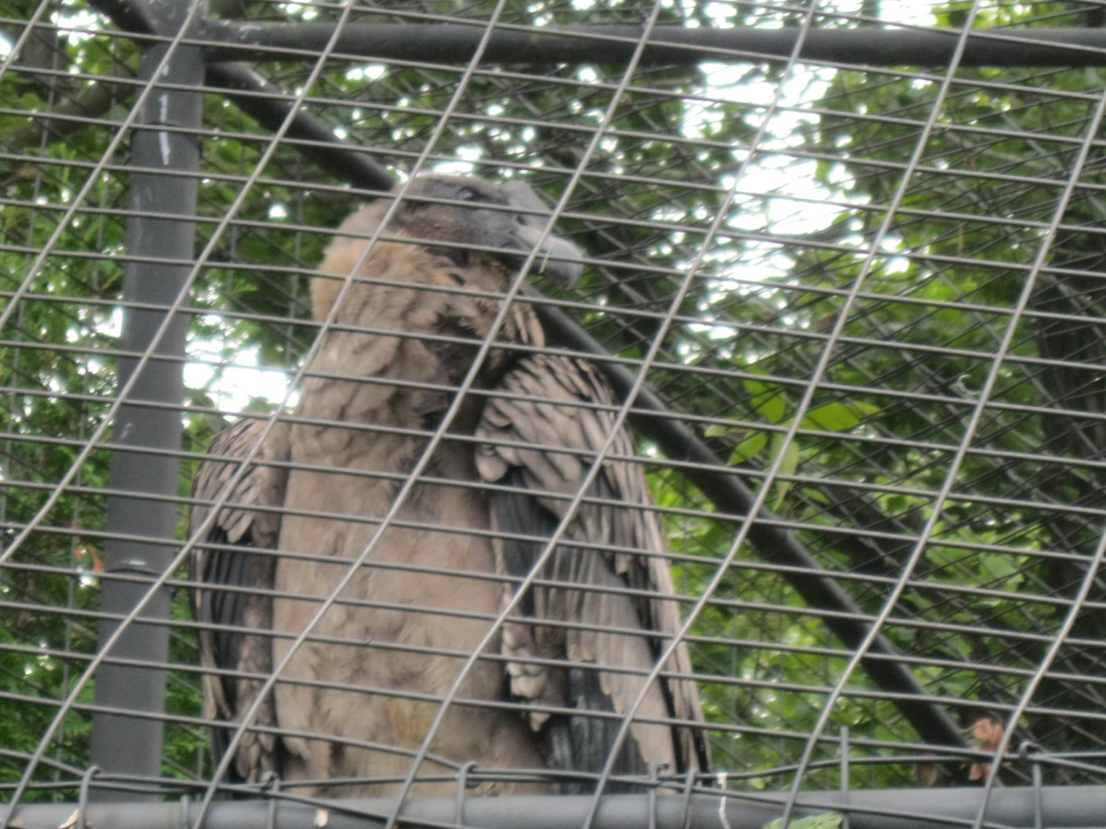 Desmond the Andean Condor