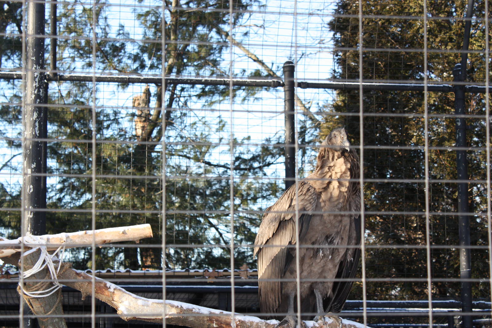 Desmond the Andean Condor