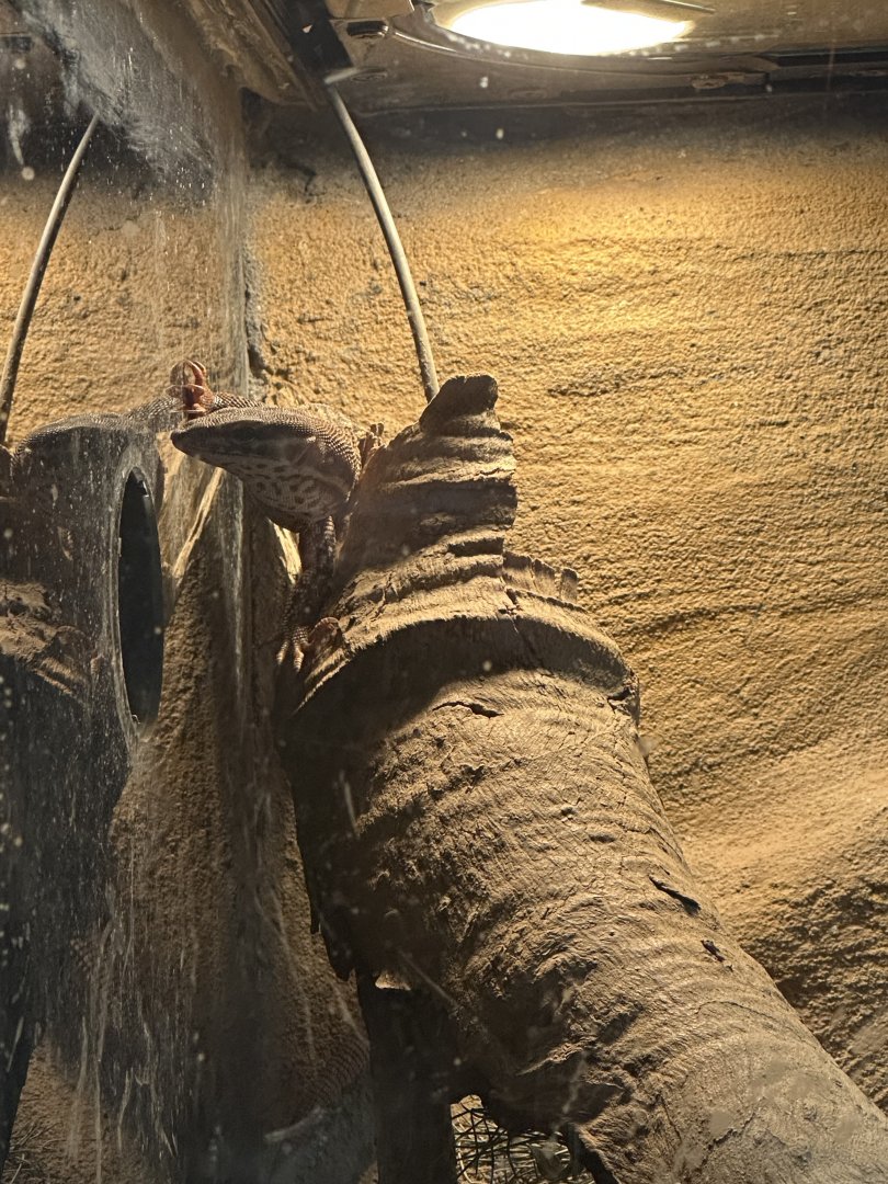 Desmond the ‘baby’ ridge tailed monitor