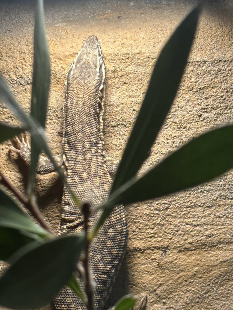 Desmond the Ridge Tailed Monitor
