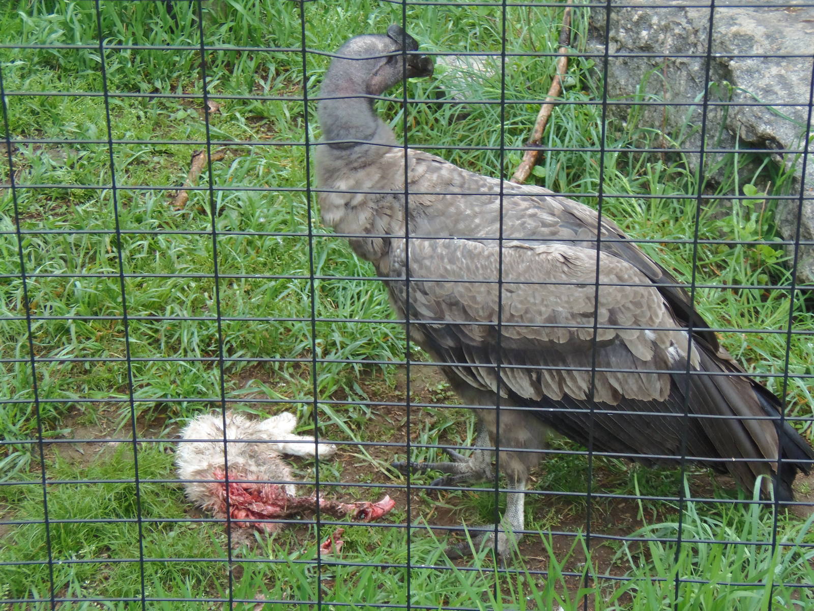 Desmond With His Meal