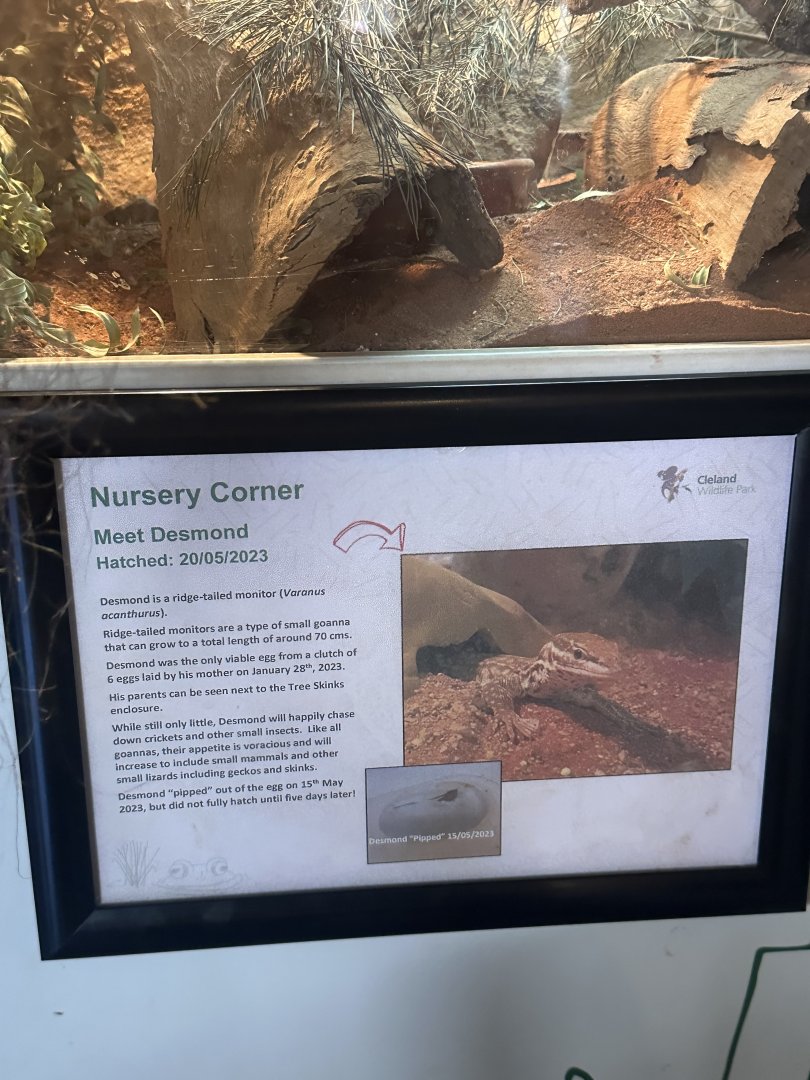 Desmond’s signage for ridge tailed monitor