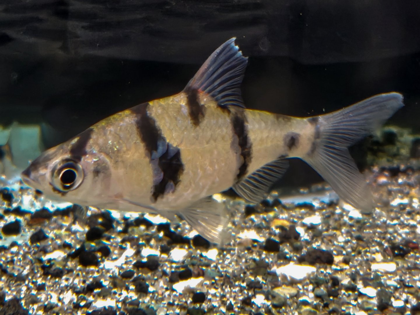 Desmopuntius endecanalis