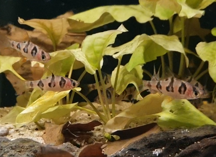 Desmopuntius rhomboocellatus