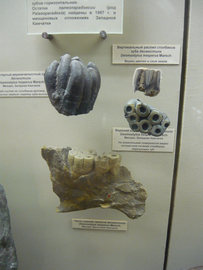 Desmostylus hesperus teeth and jaw fragment