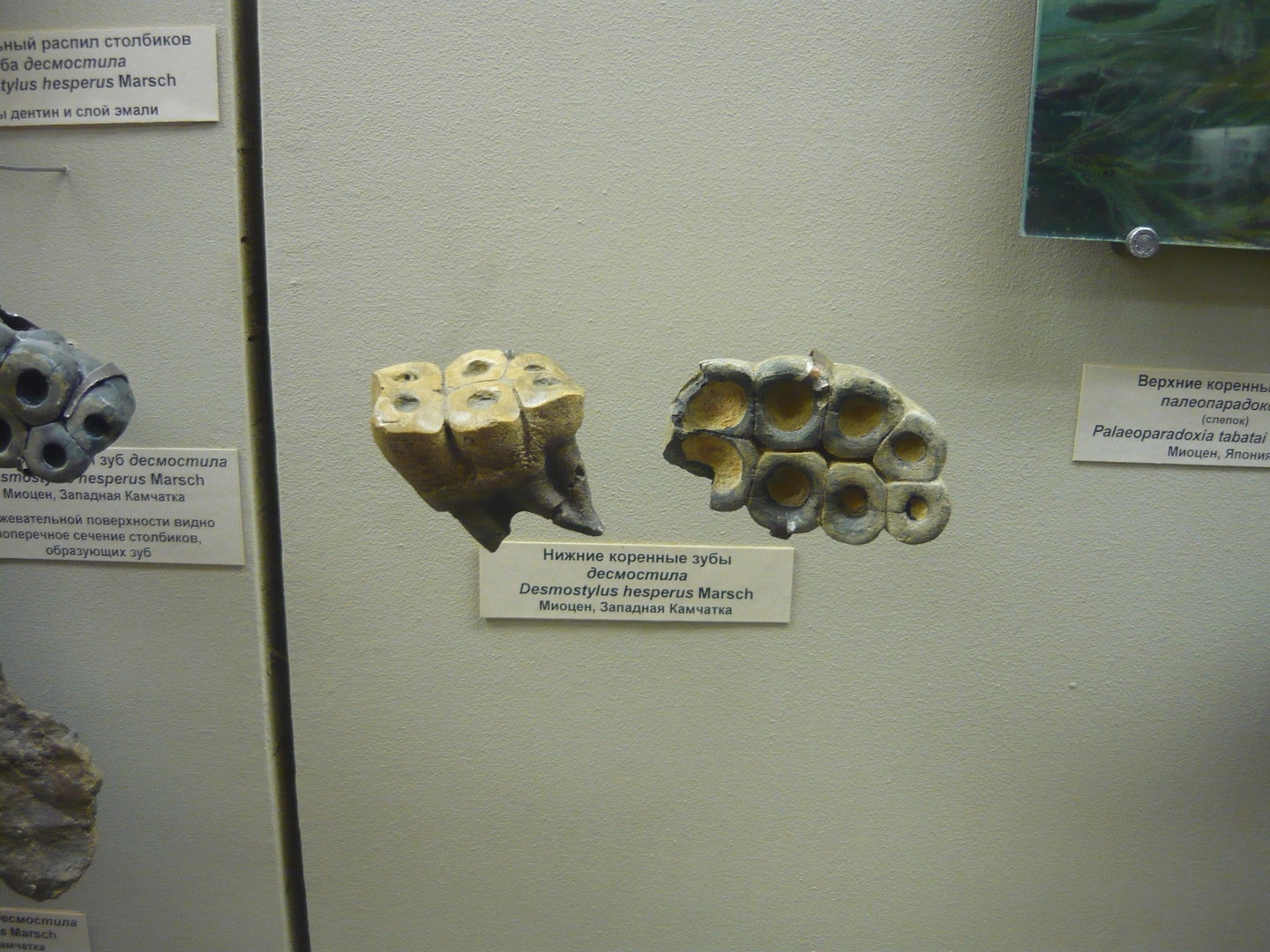 Desmostylus hesperus teeth