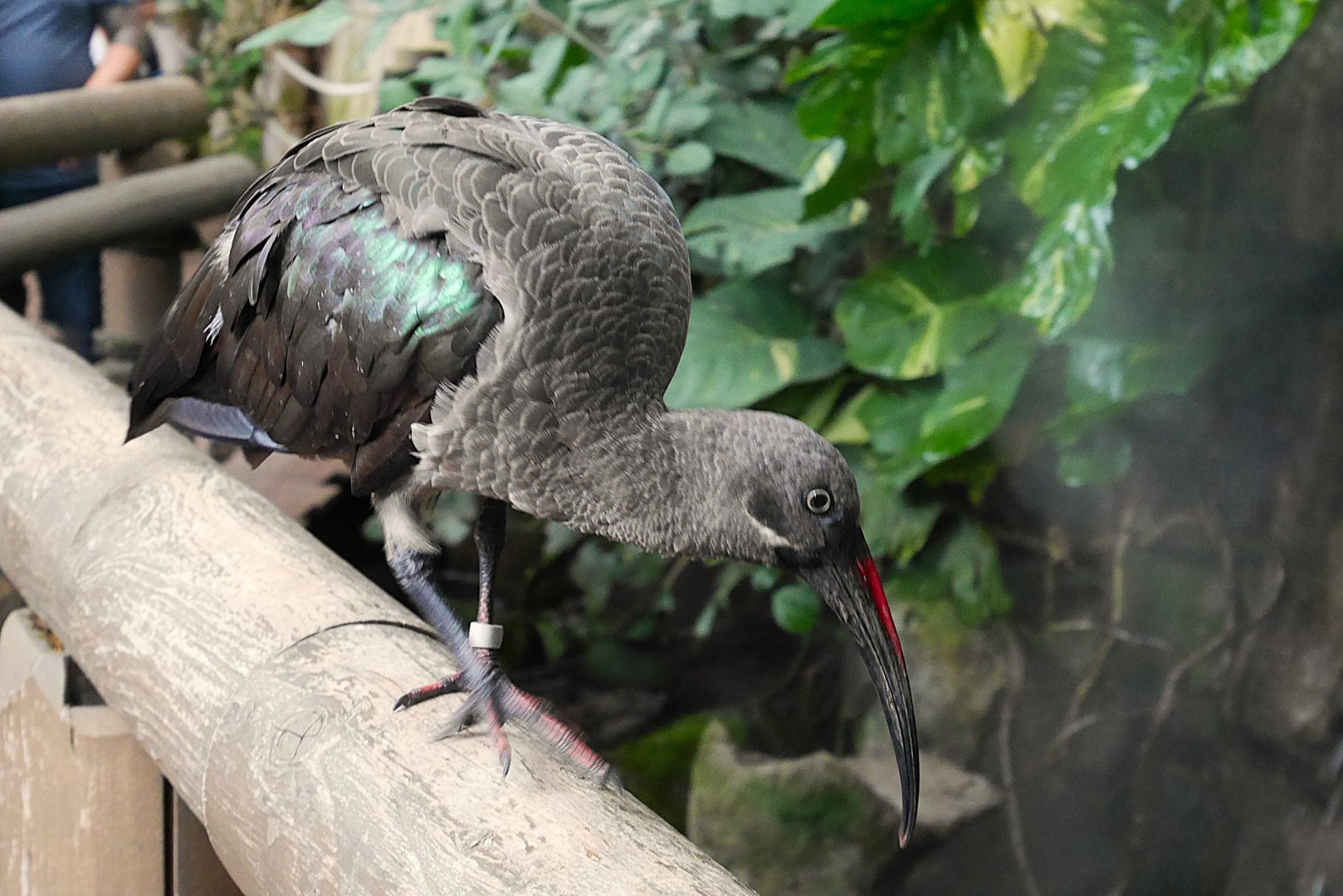 Destination Africa Aviary: Hadada Ibis