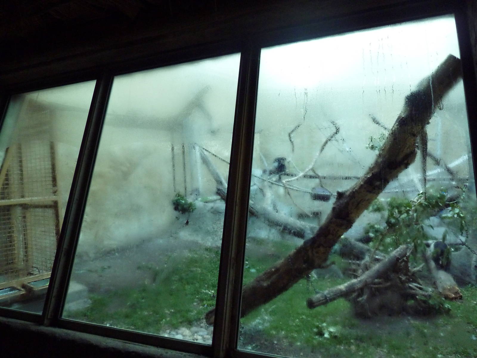 Destination Africa - Colobus Monkey Exhibit (with steamy windows)