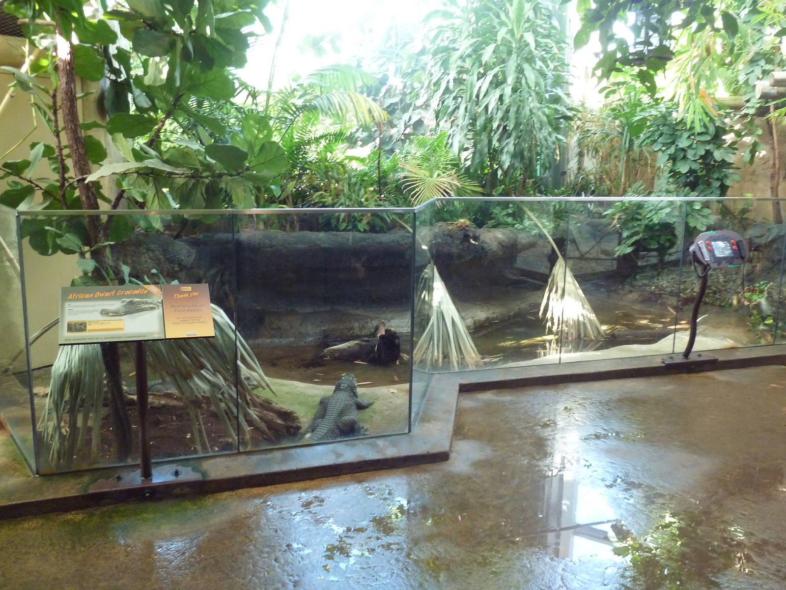 Destination Africa - Dwarf Crocodile Exhibit