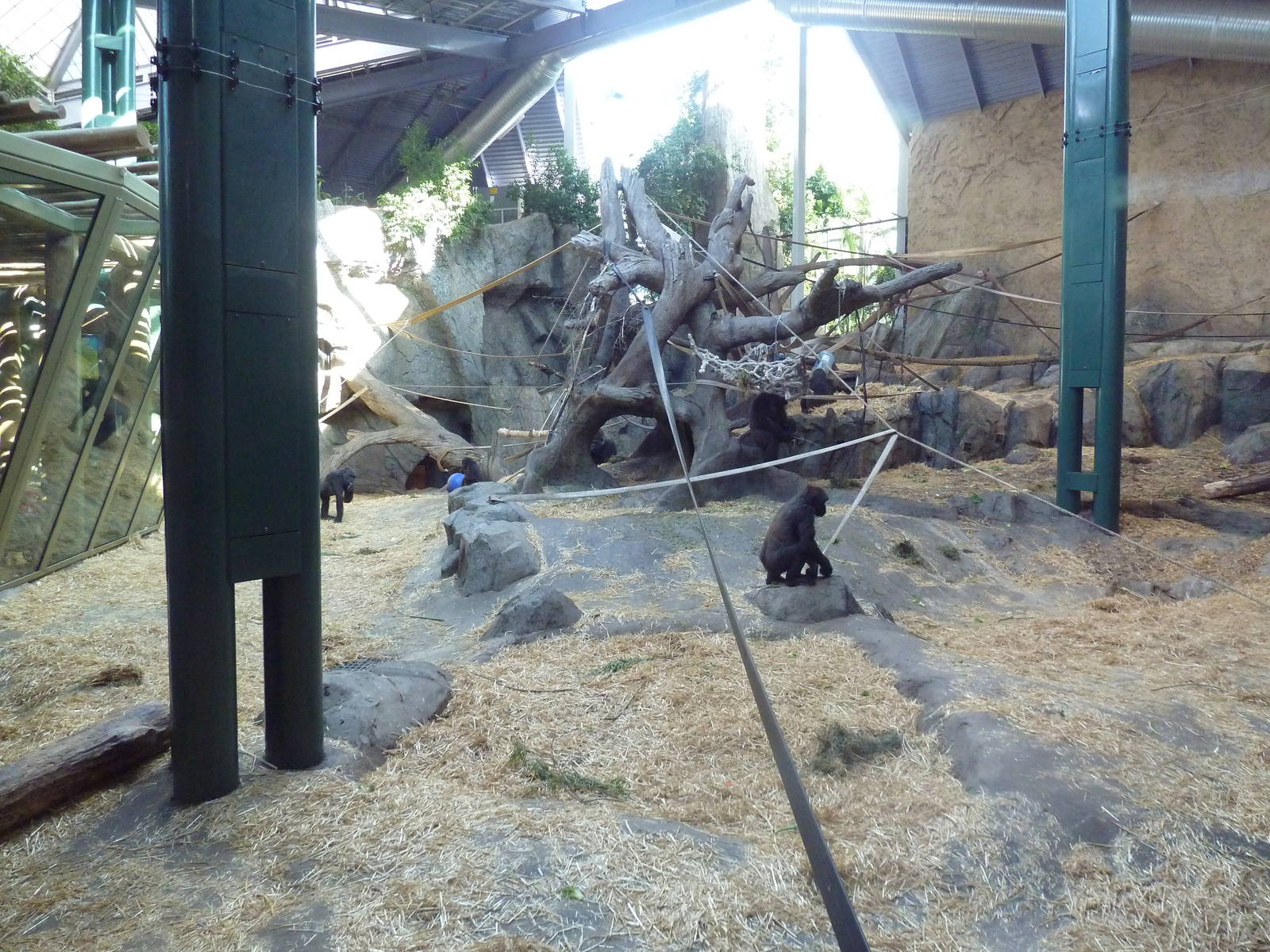 Destination Africa - Gorilla Exhibit