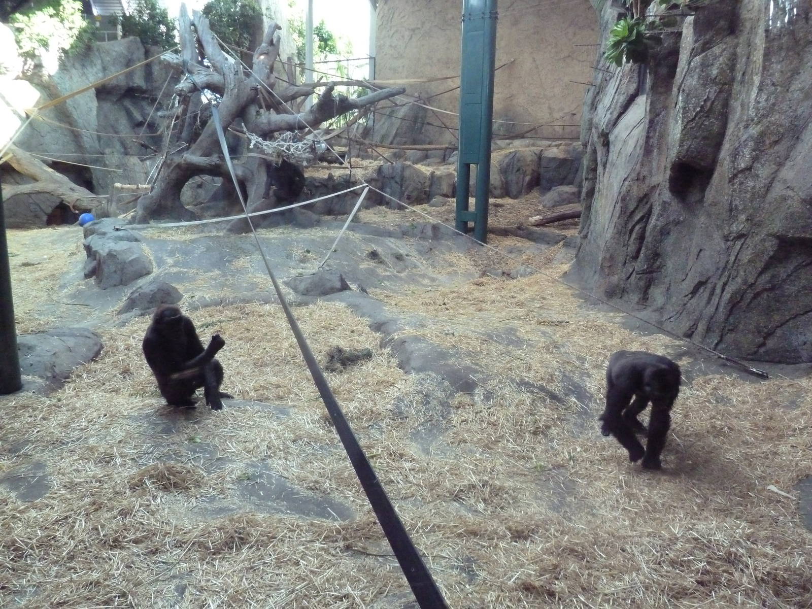 Destination Africa - Gorilla Exhibit