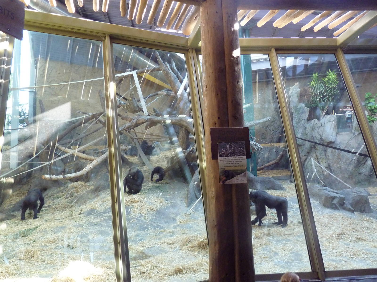 Destination Africa - Gorilla Exhibit