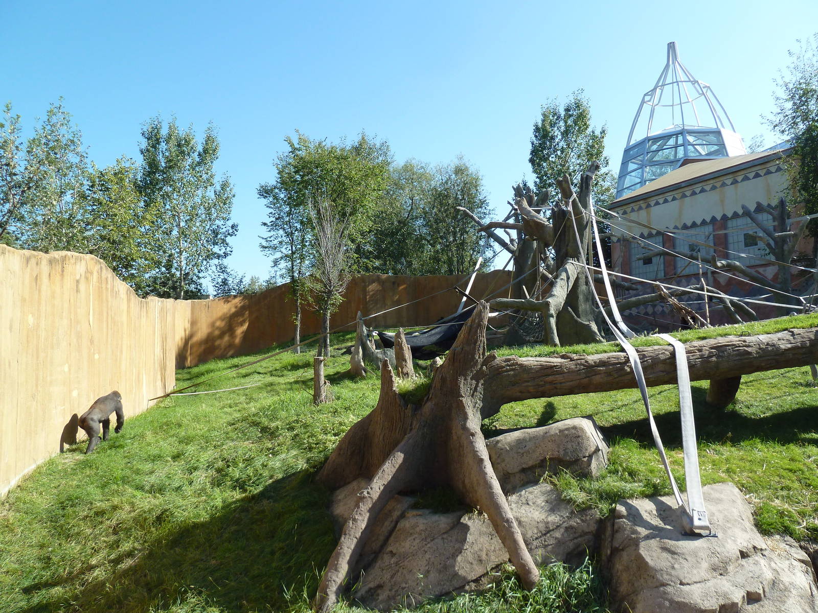 Destination Africa - Gorilla Exhibit