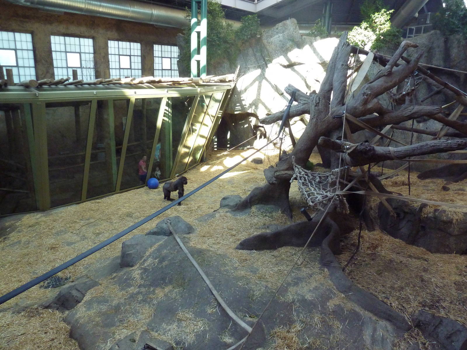 Destination Africa - Gorilla Indoor Exhibit