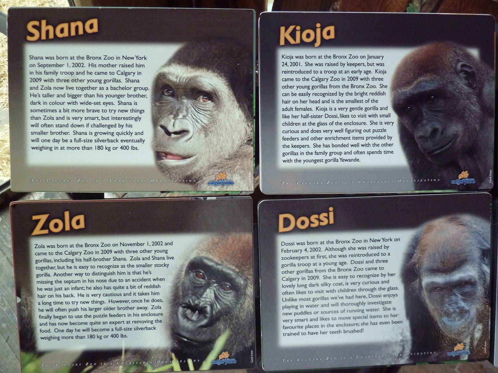 Destination Africa - Gorilla Names
