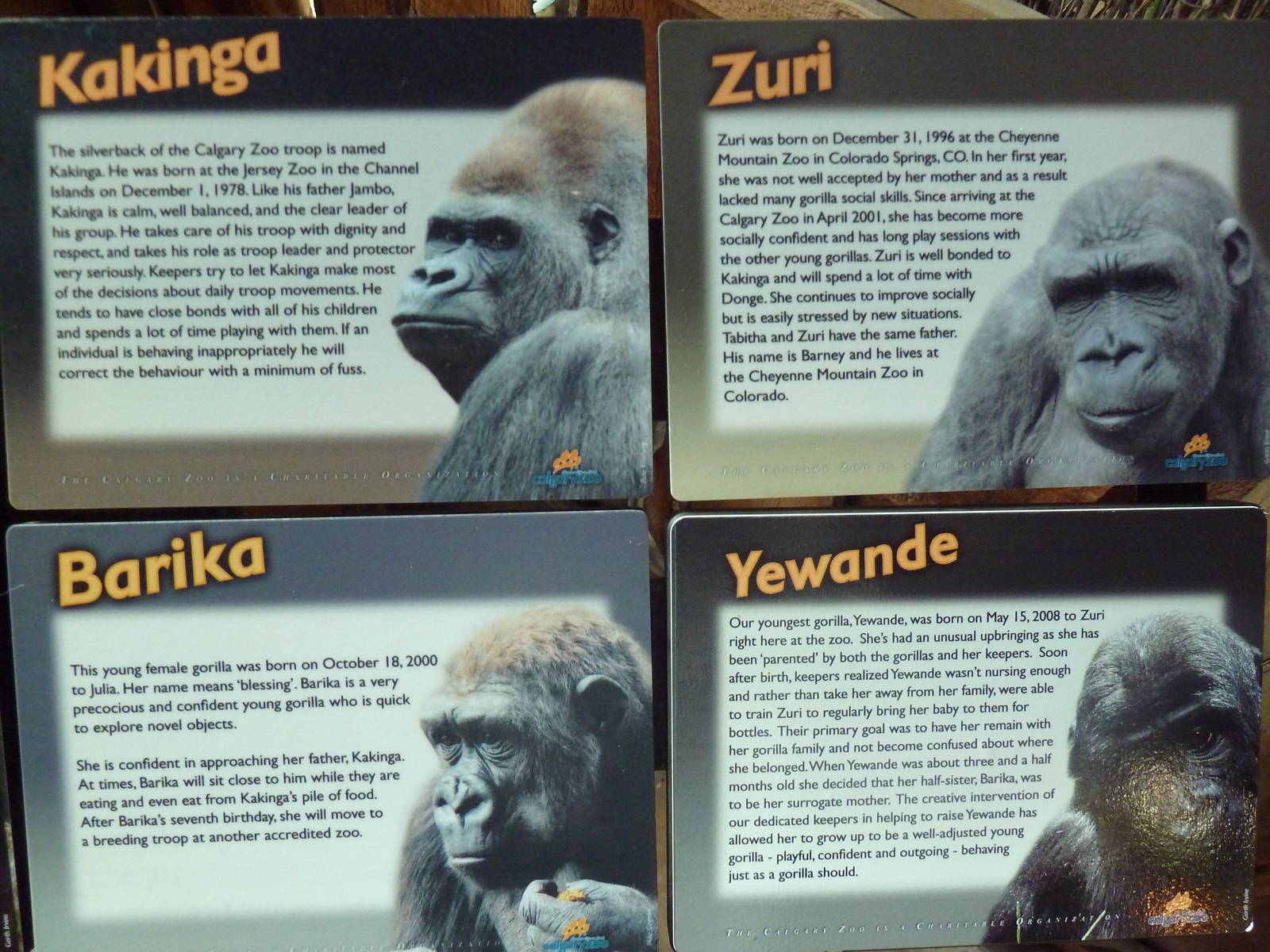 Destination Africa - Gorilla Names
