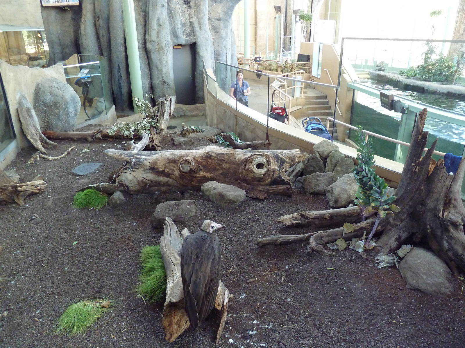 Destination Africa - Hooded Vulture Exhibit