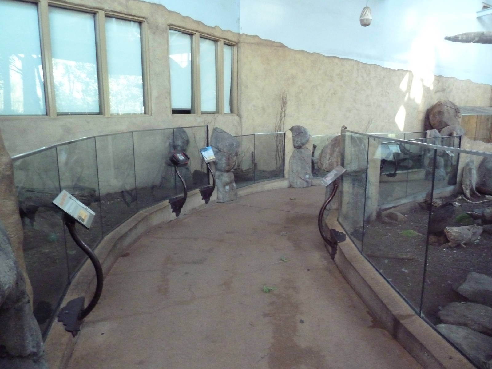 Destination Africa - Hooded Vulture + Meerkat Exhibits