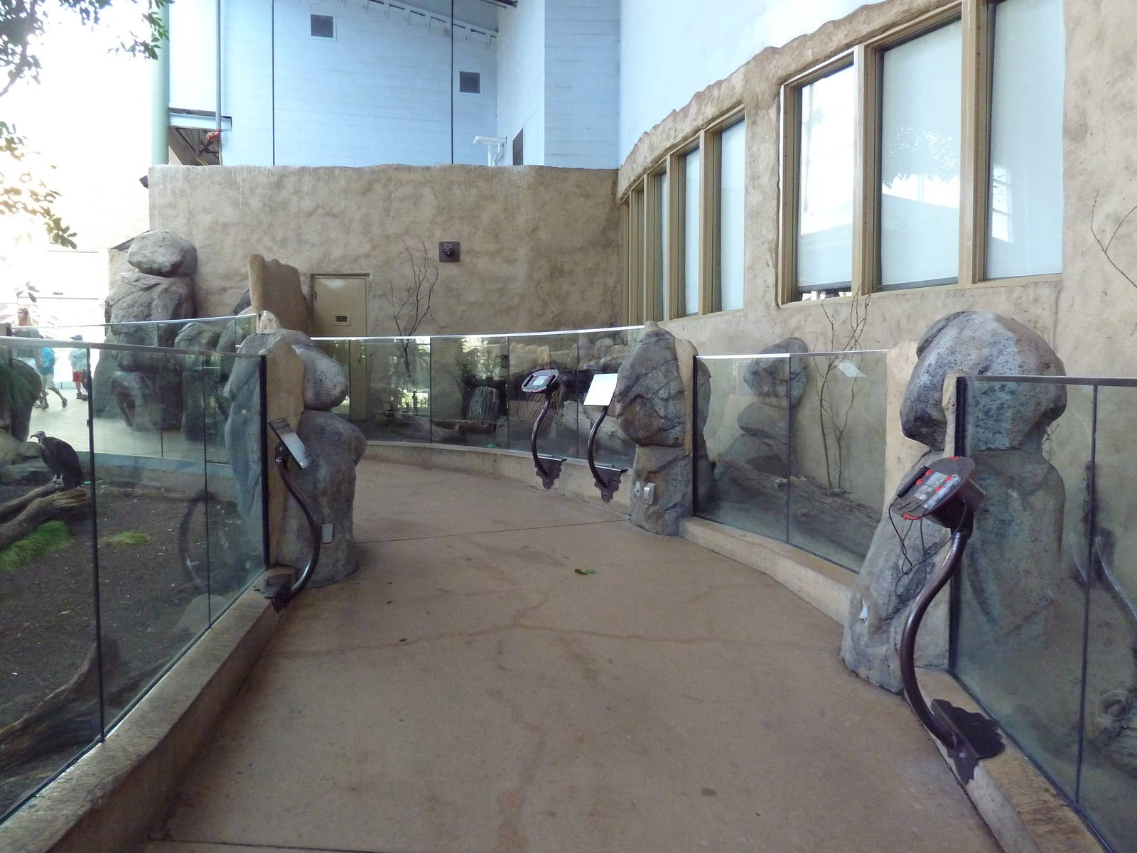 Destination Africa - Hooded Vulture + Meerkat Exhibits