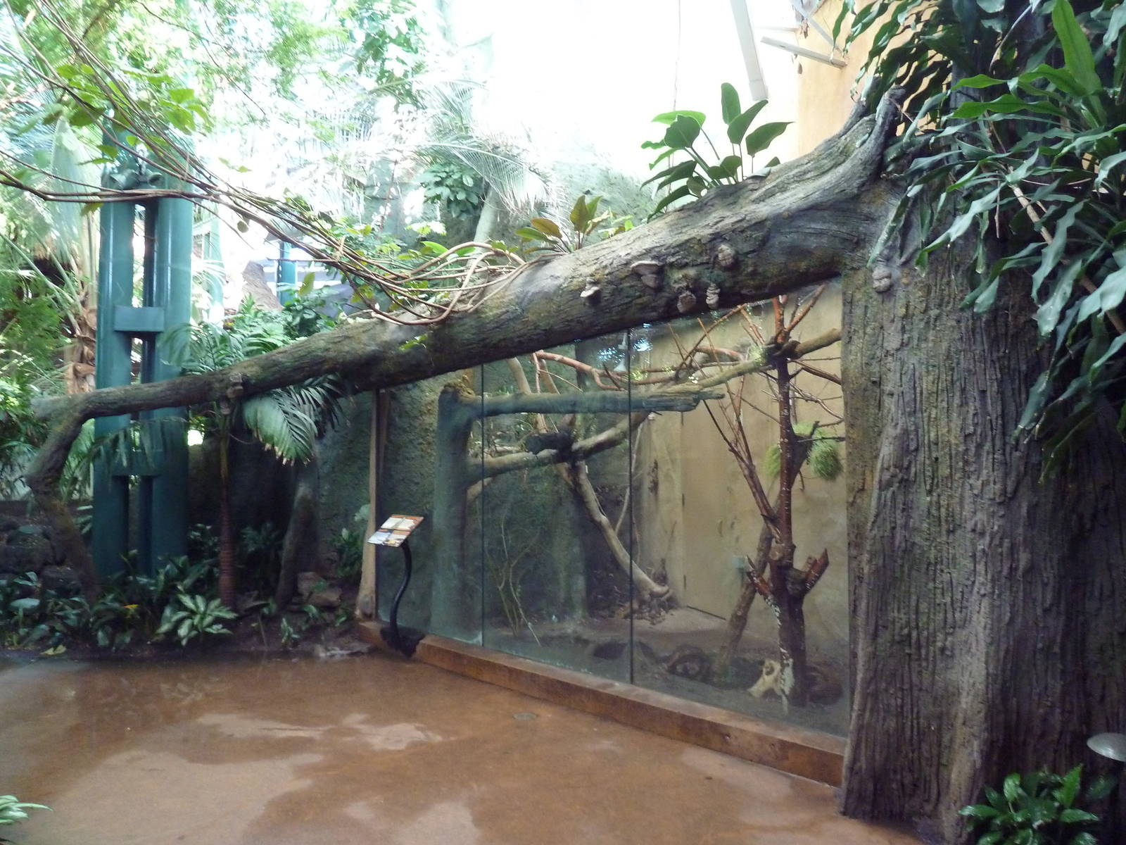 Destination Africa - Malagasy Tree Boa Exhibit