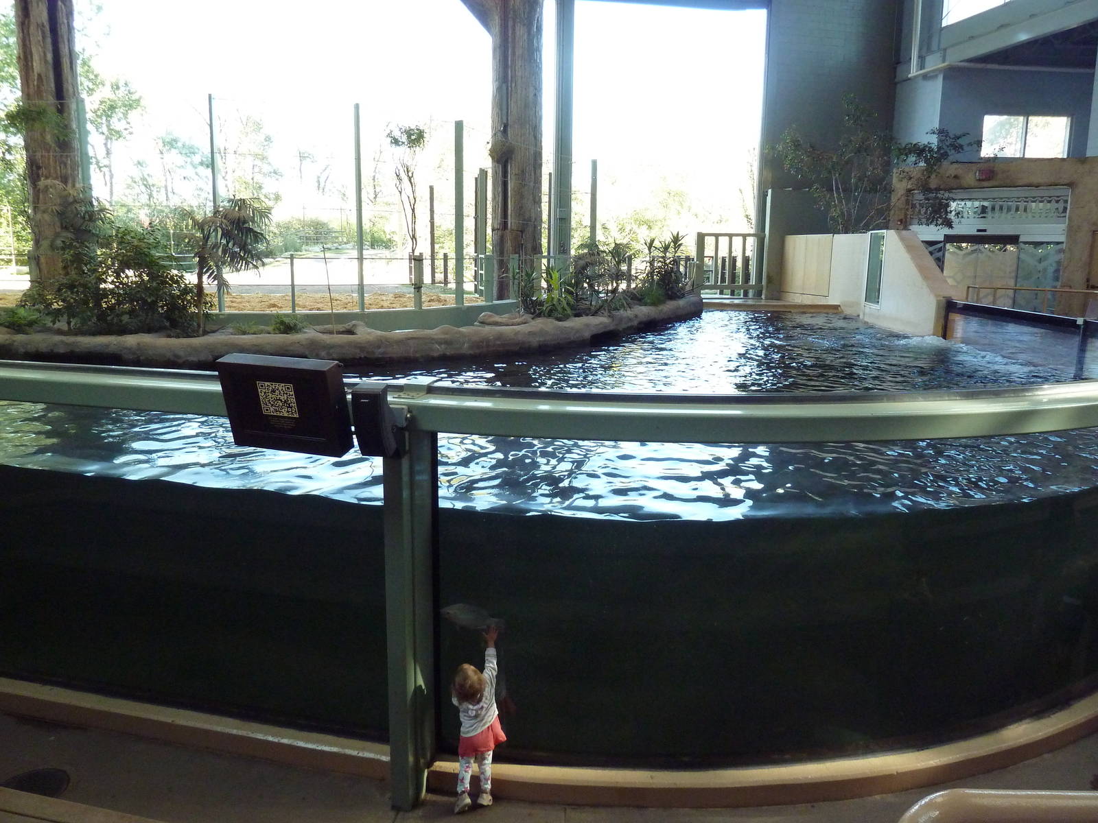 Destination Africa - Nile Hippo Exhibit