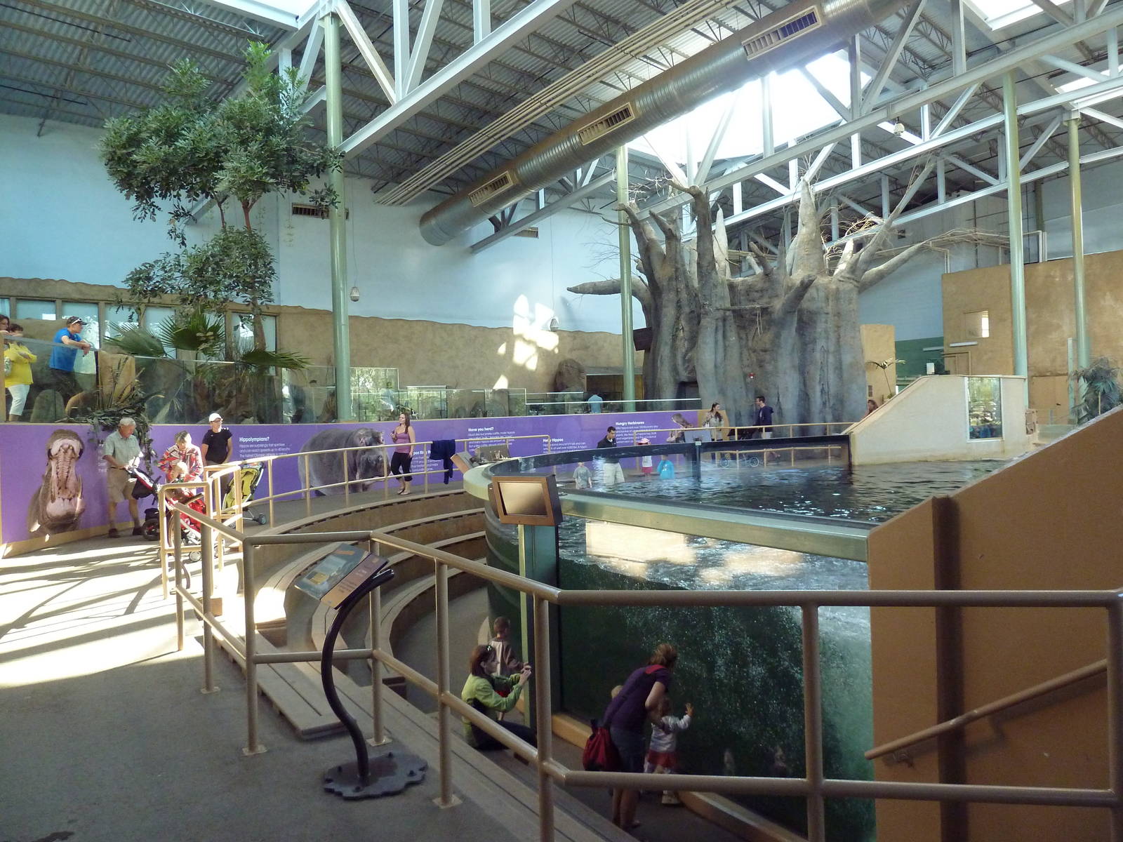 Destination Africa - Nile Hippo Exhibit