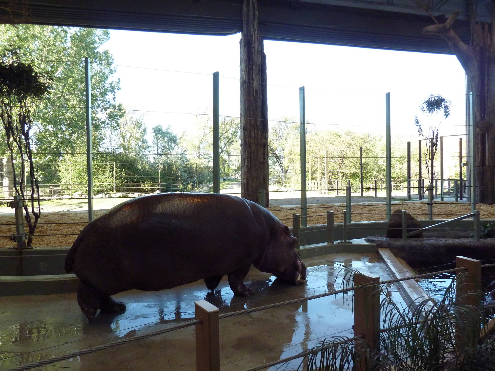 Destination Africa - Nile Hippo + Giraffe Exhibits