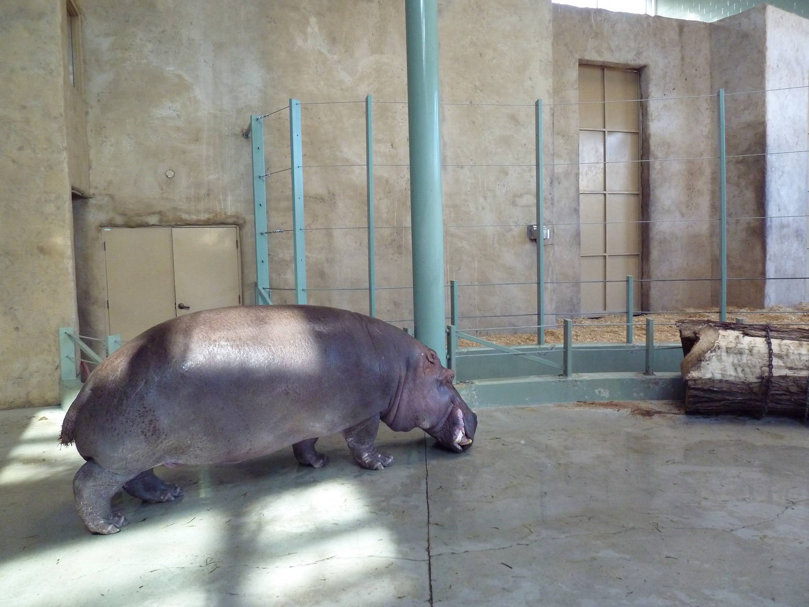 Destination Africa - Nile Hippo