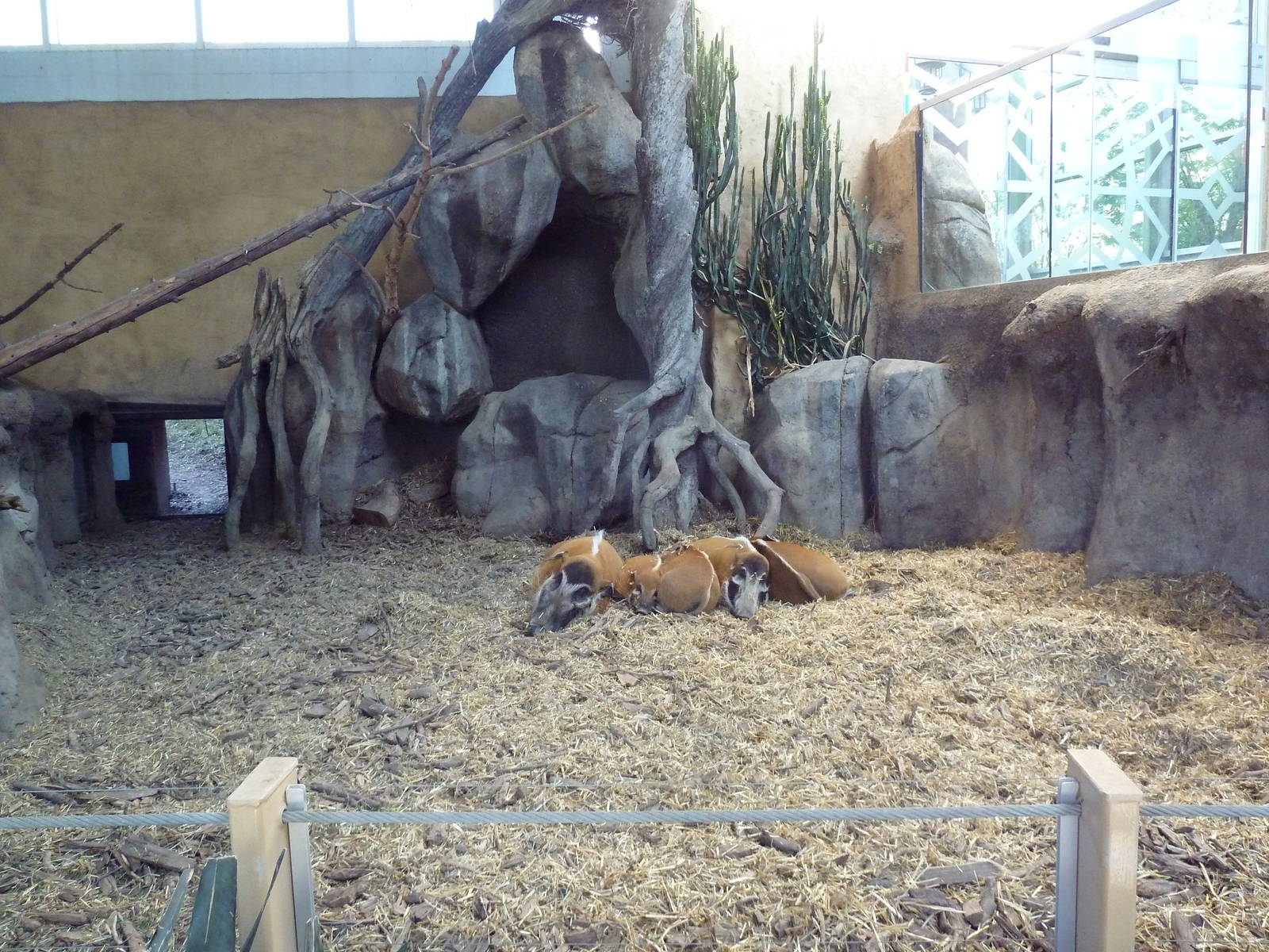 Destination Africa - Red River Hog Indoor Exhibit