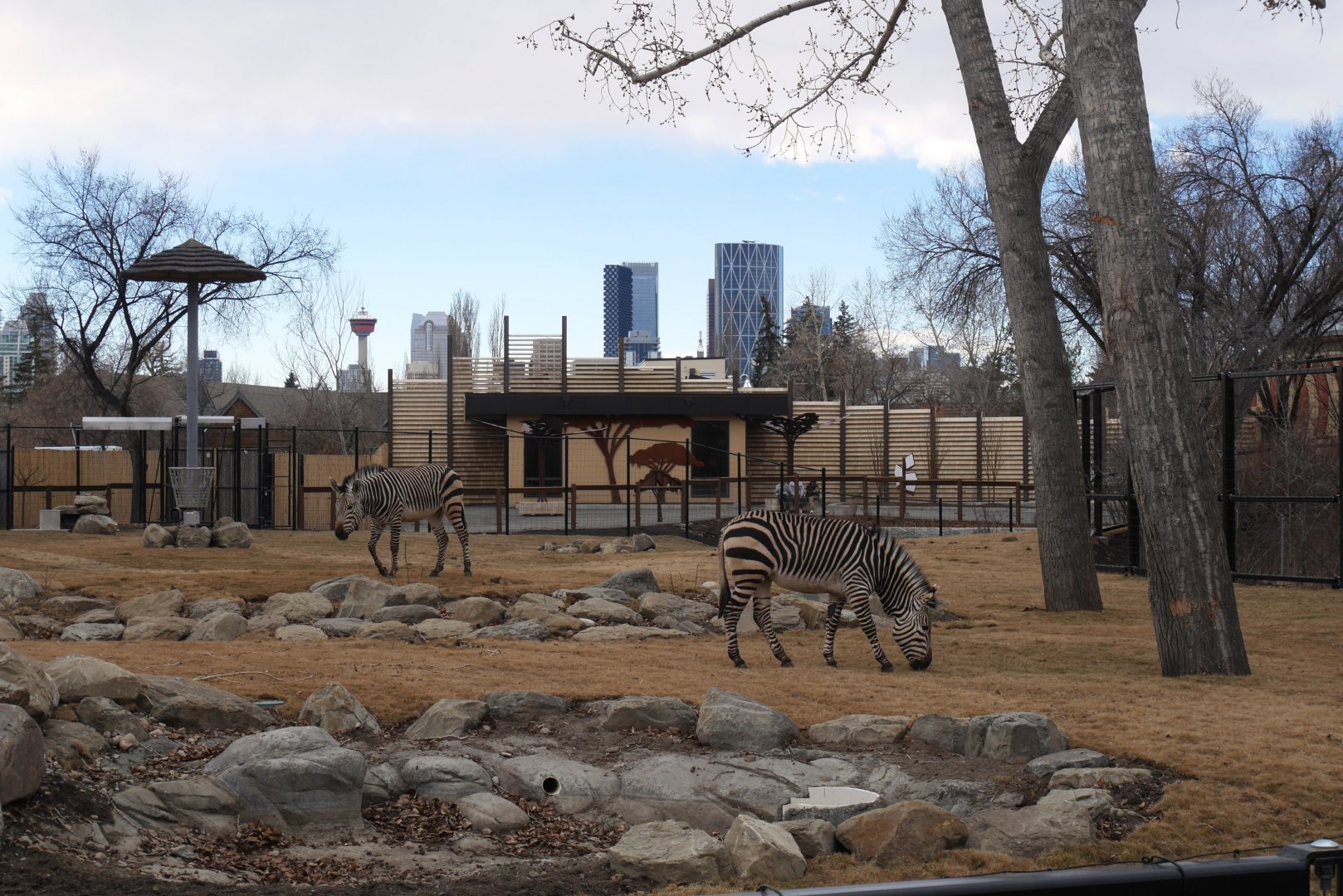 Destination Africa: Renovated Savannah Plains Exhibit with Savannah Crossing in the Background