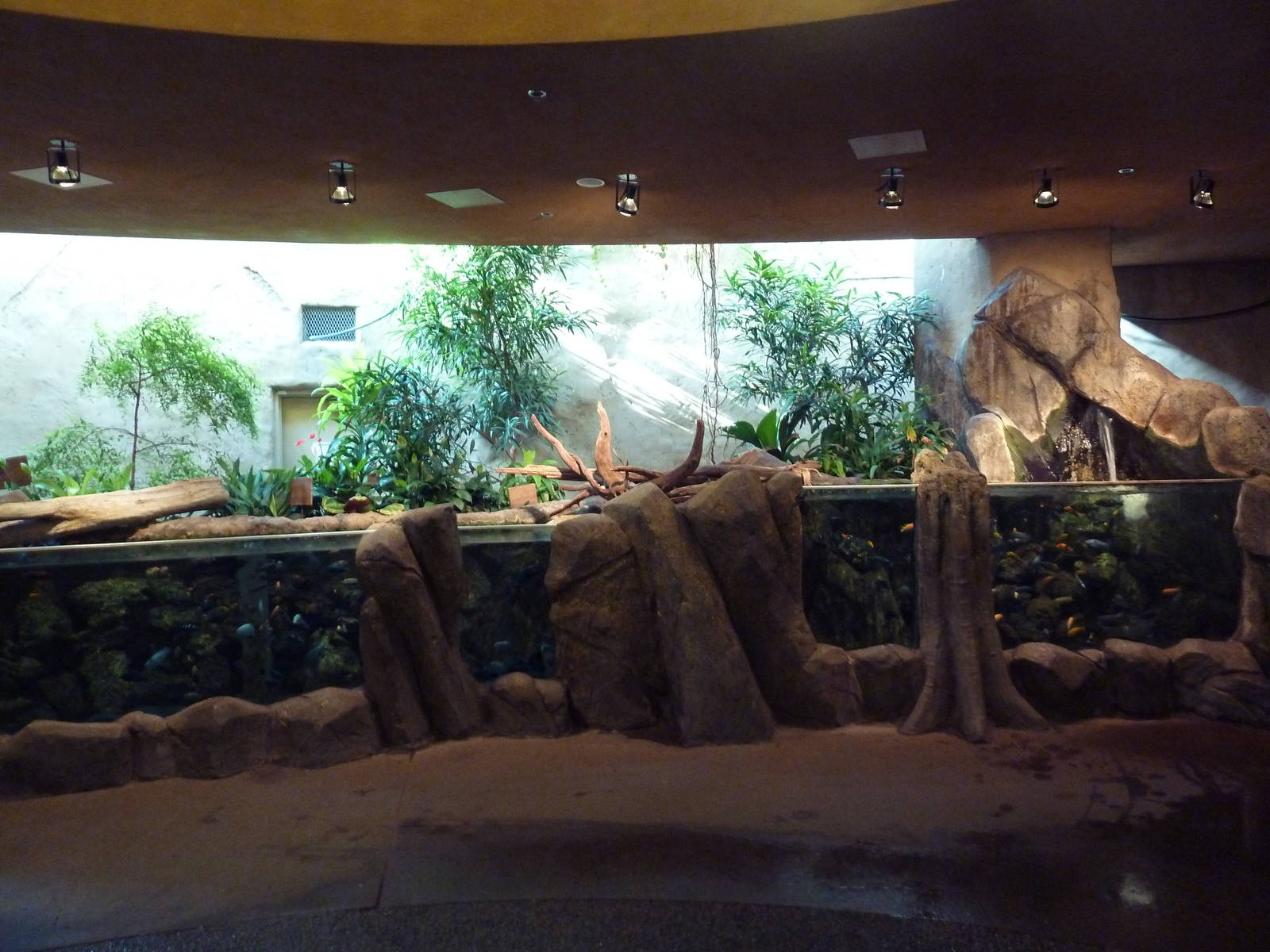 Destination Africa - Rift Valley Cichlids