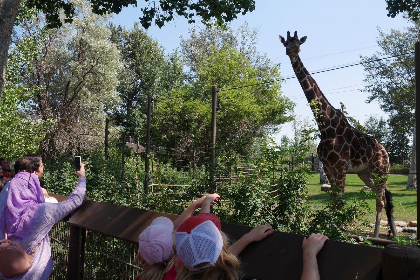 Destination Africa Savannah Yard Giraffe Towering Over Visitors (Summer 2022)