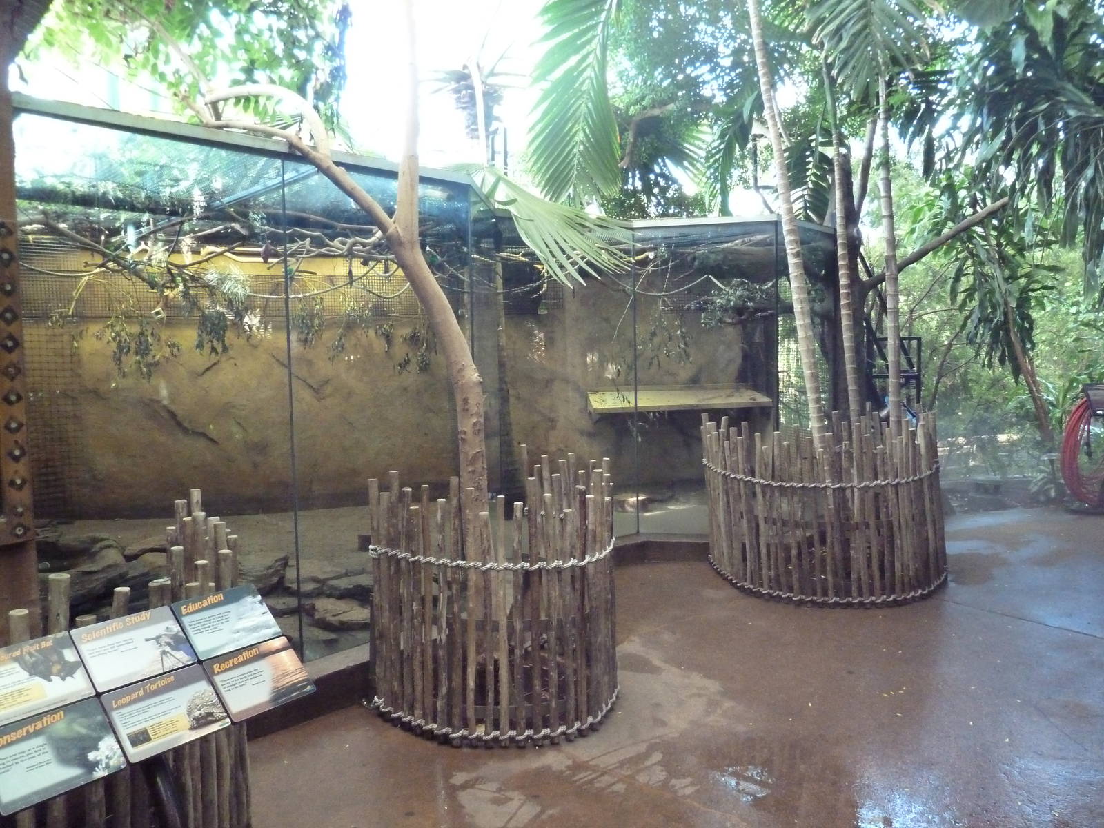 Destination Africa - Straw-Coloured Fruit Bat/Leopard Tortoise Exhibit