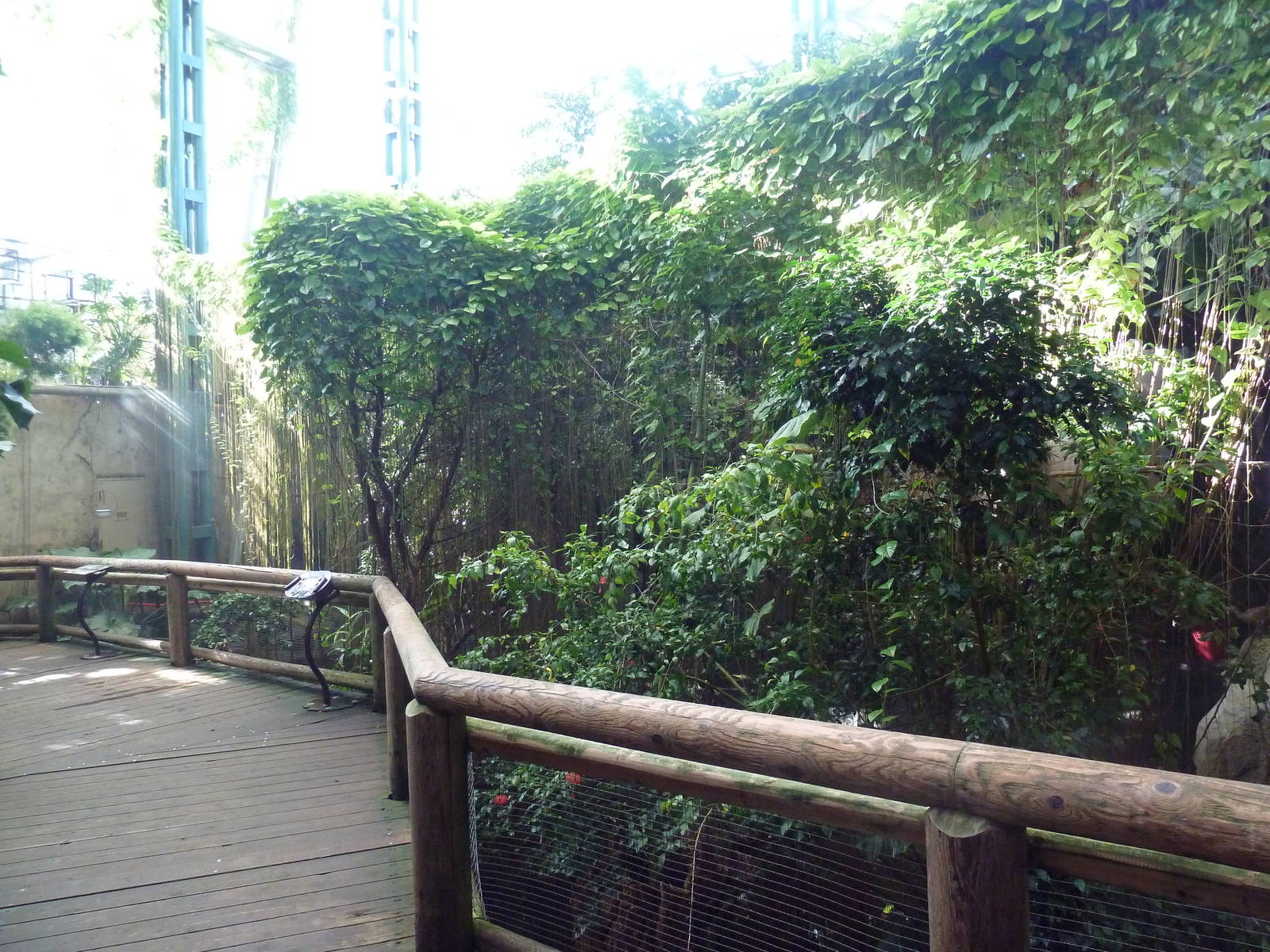 Destination Africa - Walk-Through Lemur Exhibit