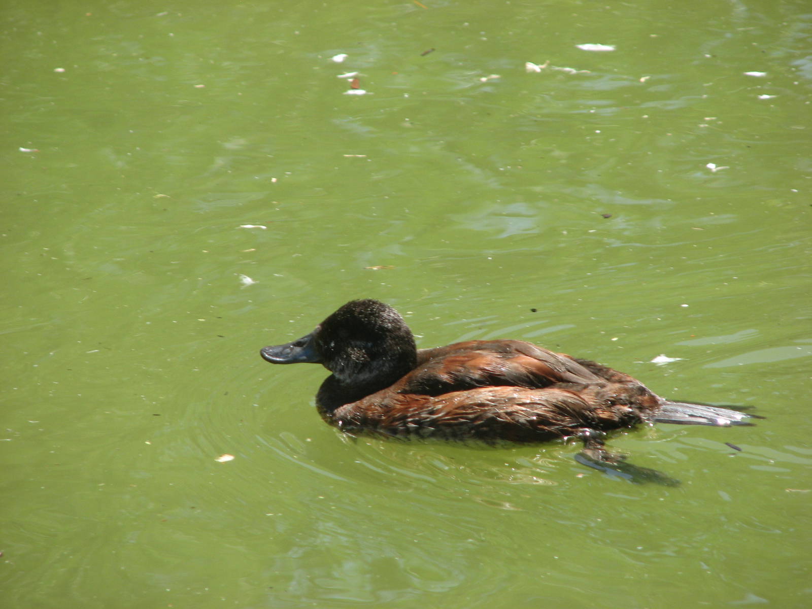 Destination Argentina - Argentine Ruddy Duck