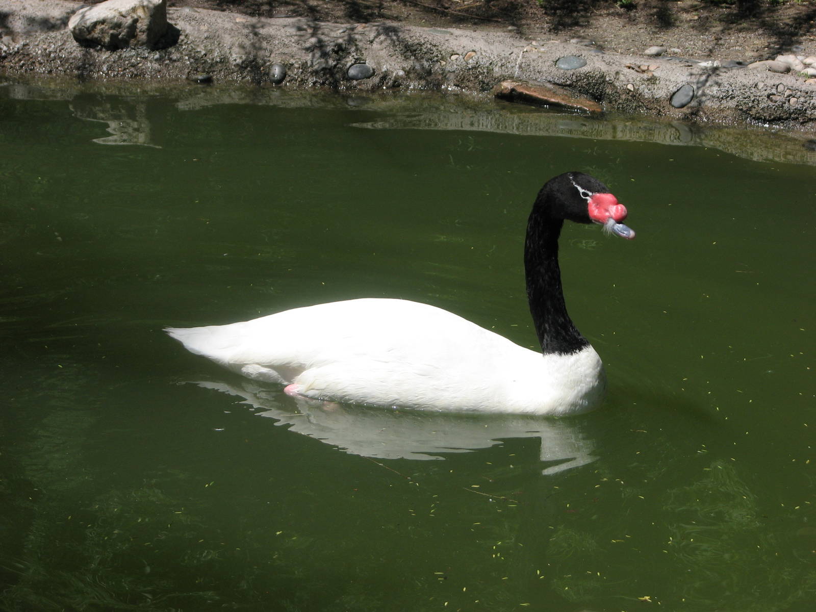 Destination Argentina - Black-necked Swan