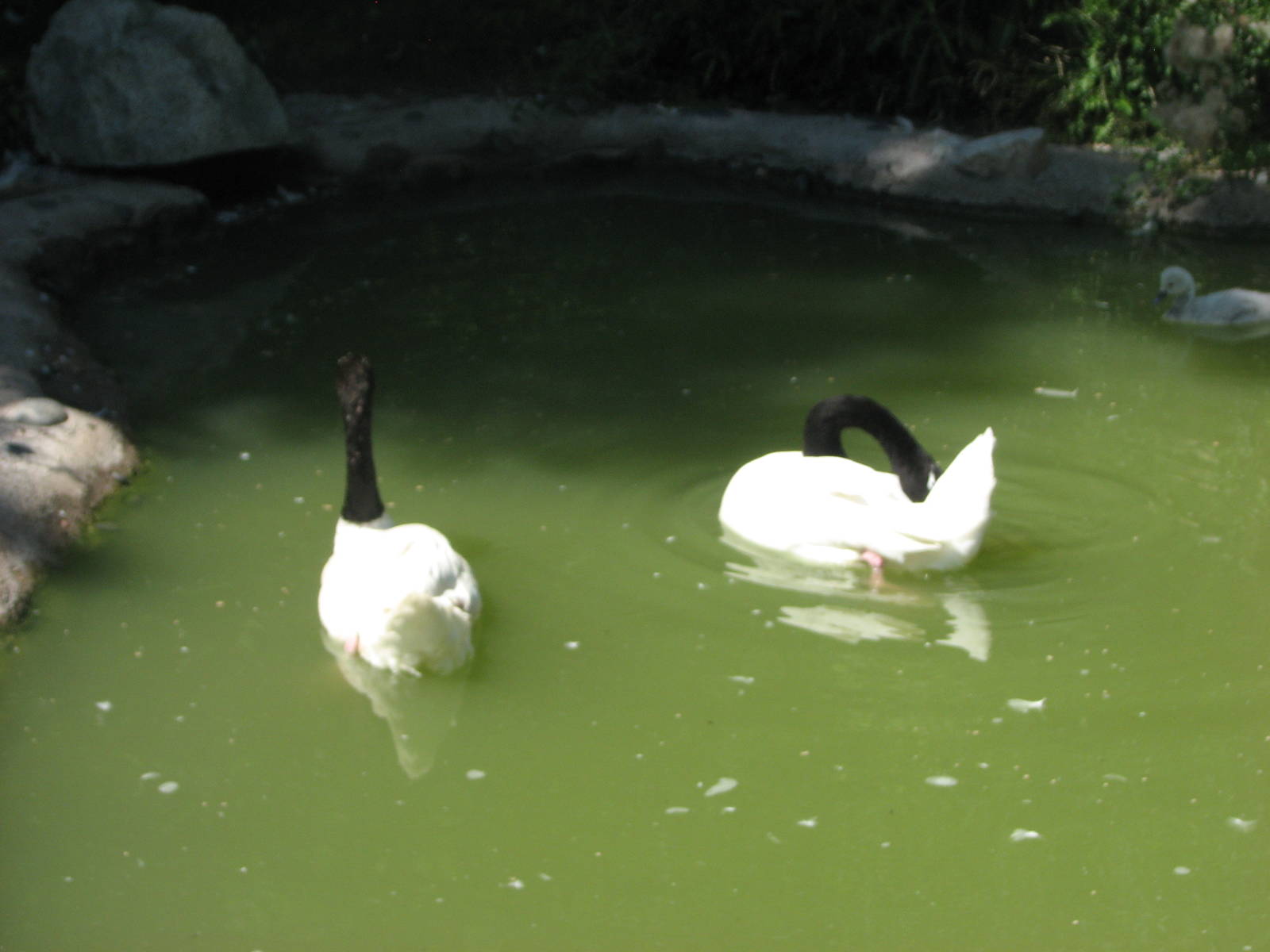 Destination Argentina - Black-Necked Swan