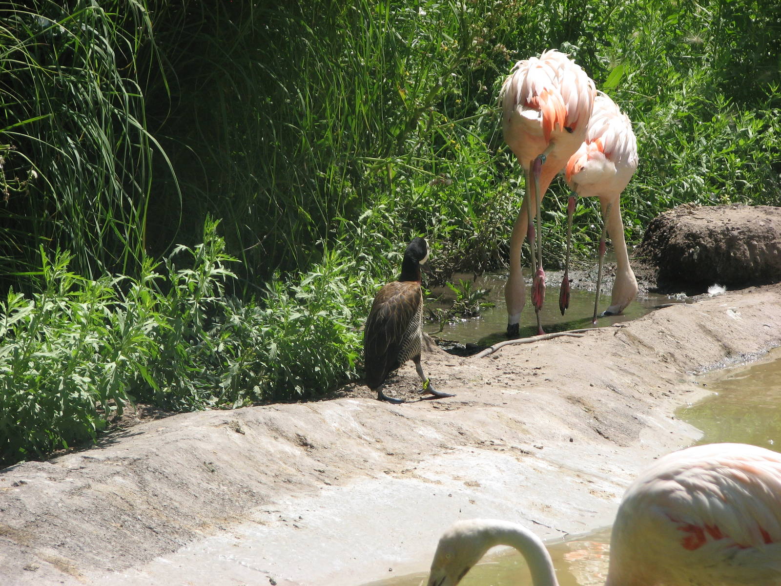 Destination Argentina - Chilean Flamingo and White-Faced Whistling Duck