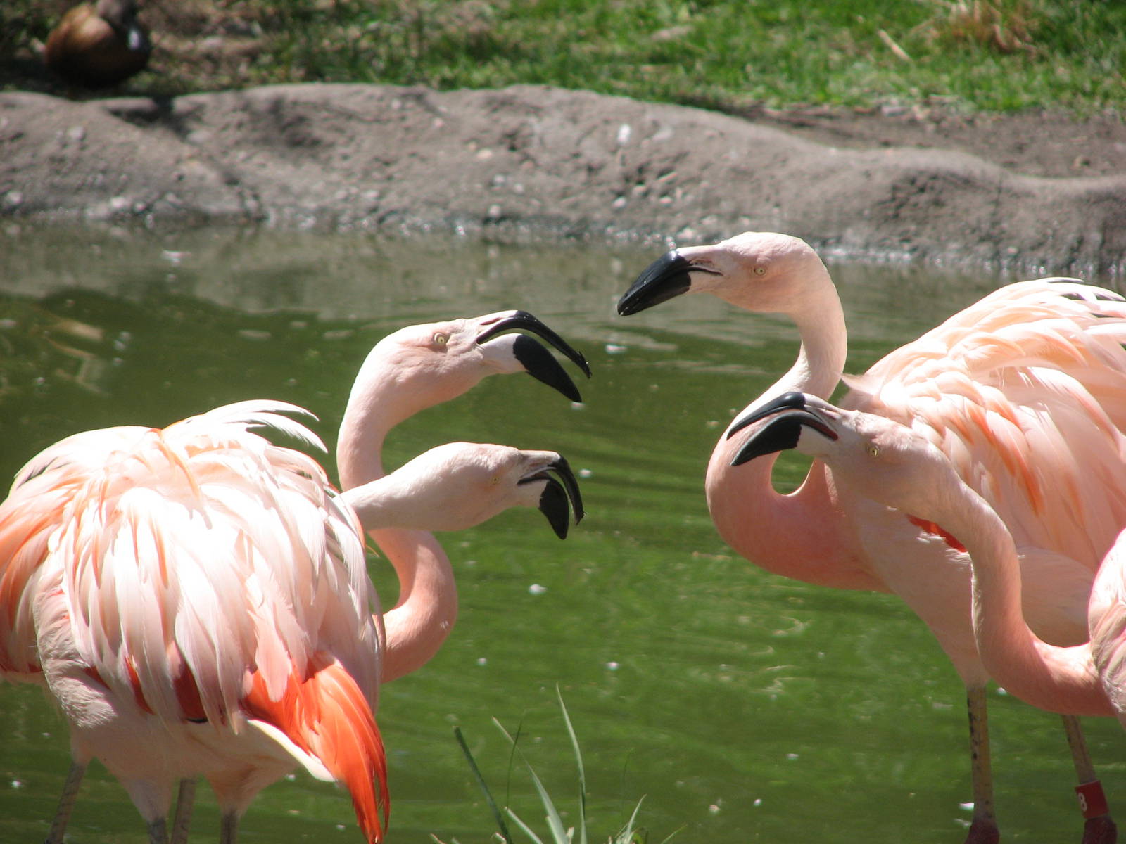 Destination Argentina - Chilean Flamingo