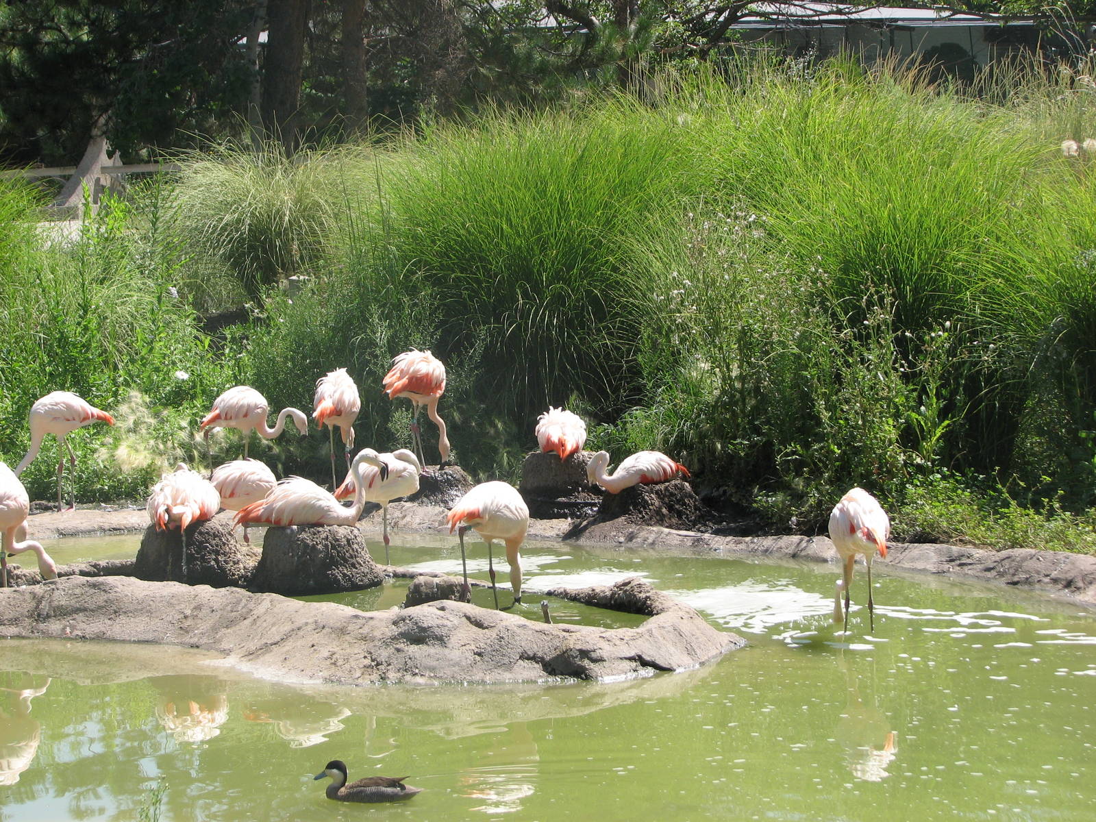Destination Argentina - Chilean Flamingo