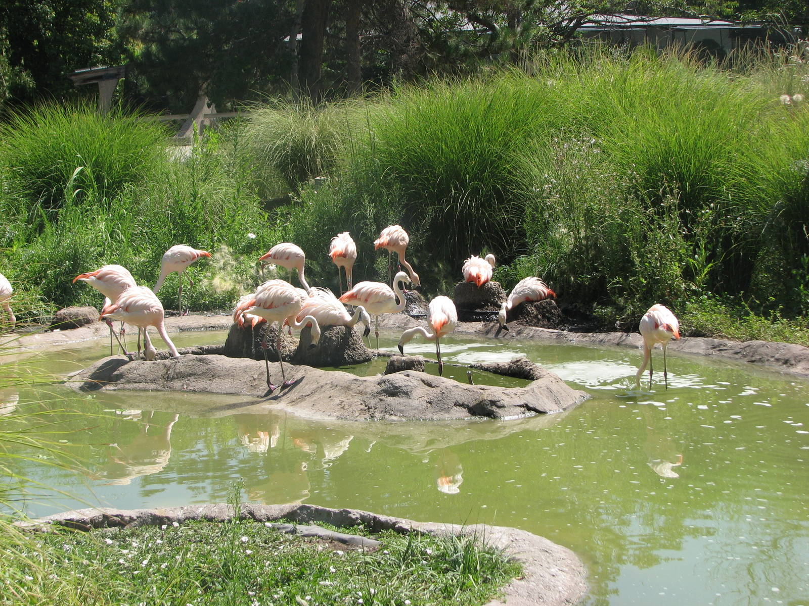 Destination Argentina - Chilean Flamingo