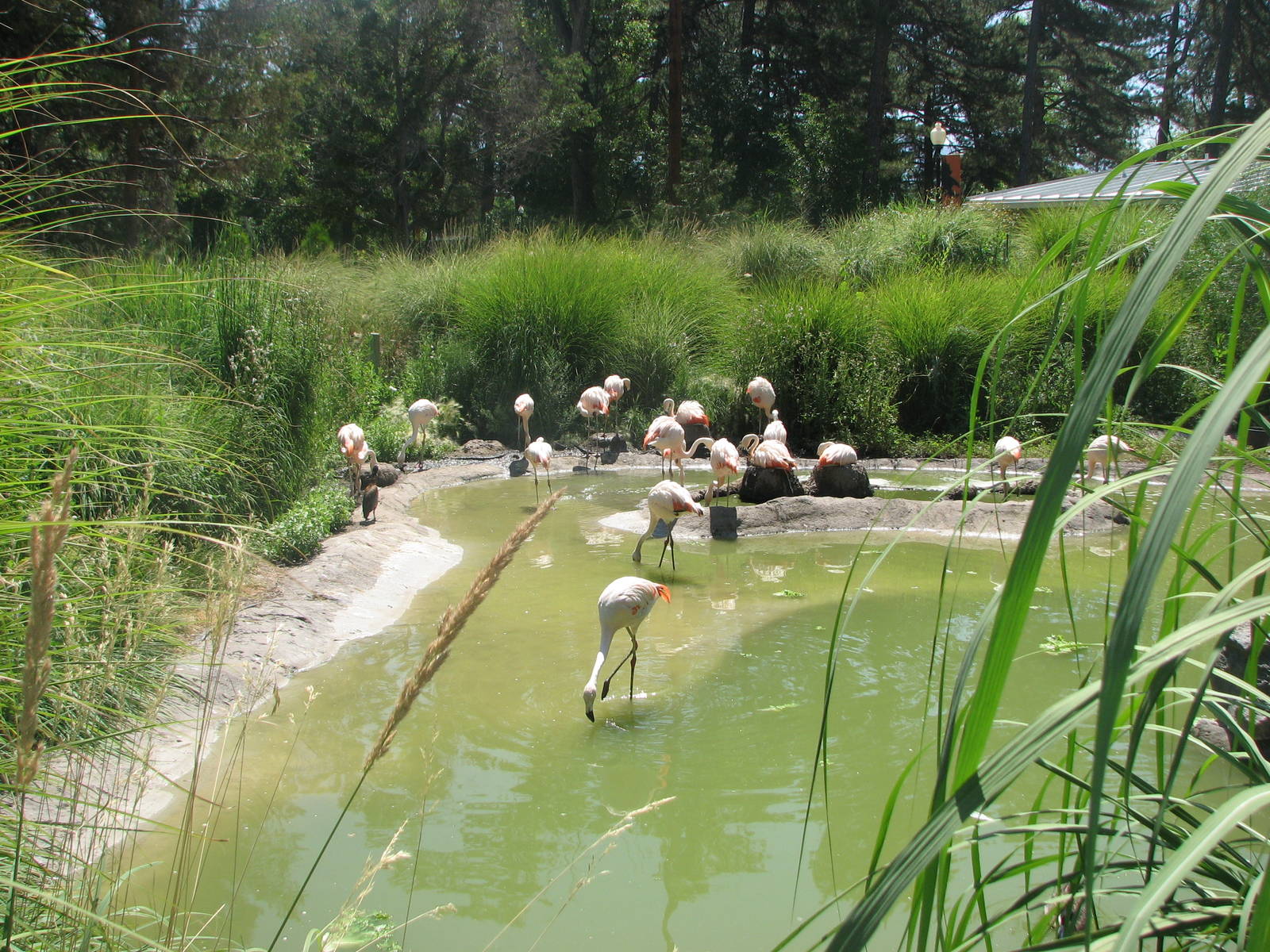 Destination Argentina - Chilean Flamingo