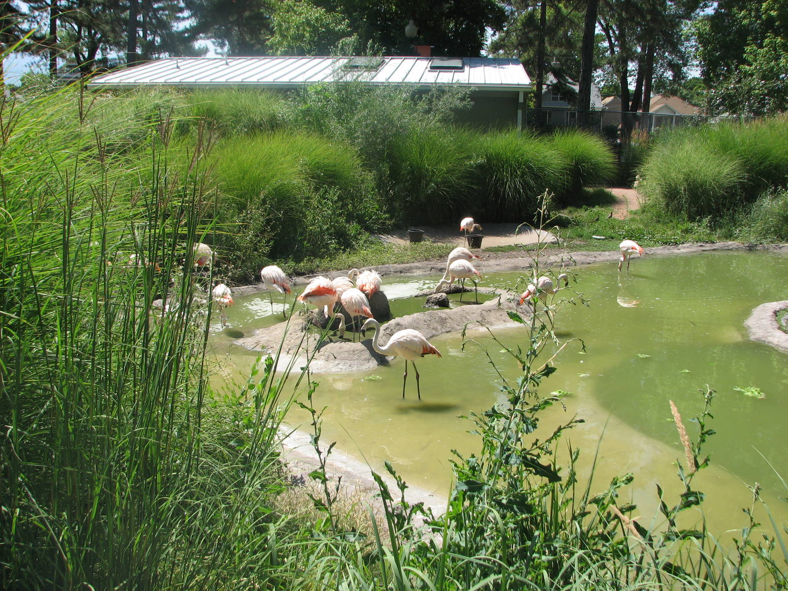 Destination Argentina - Chilean Flamingos