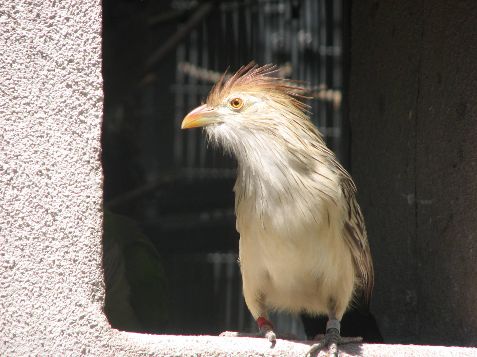 Destination Argentina - Guira Cuckoo