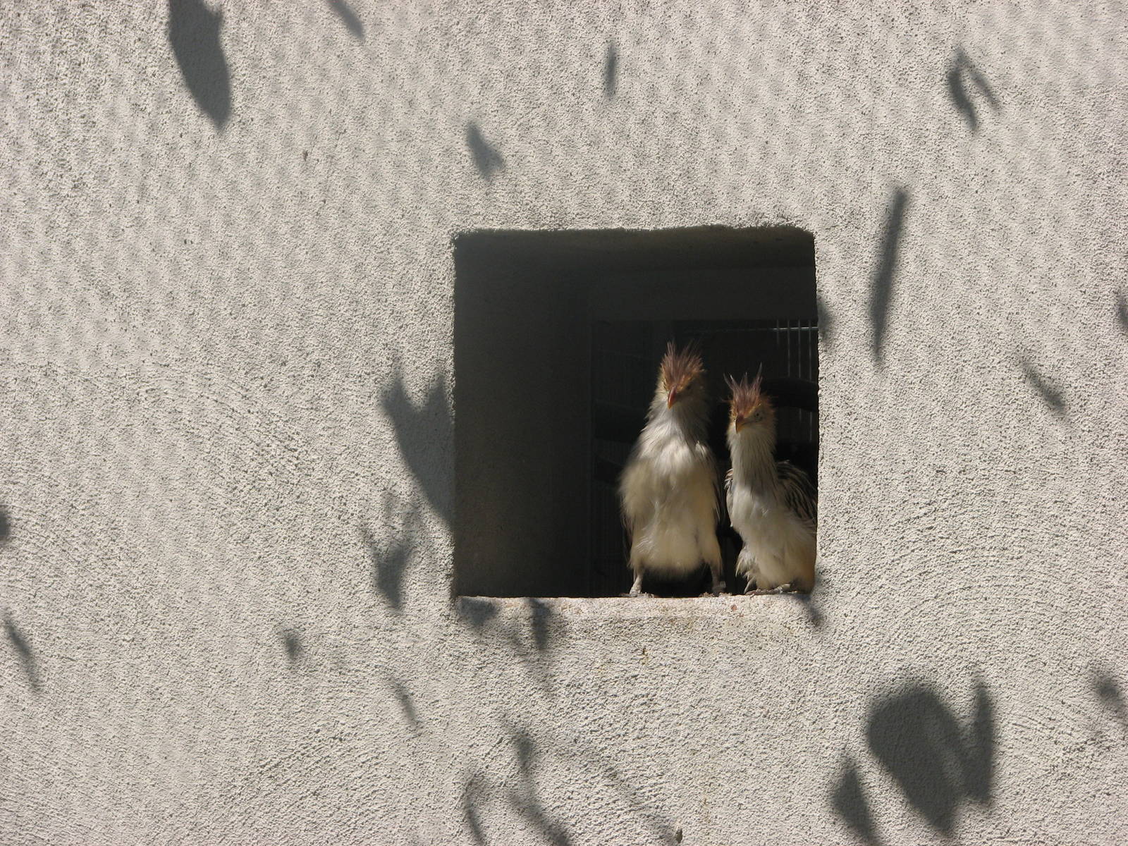 Destination Argentina - Guira Cuckoo