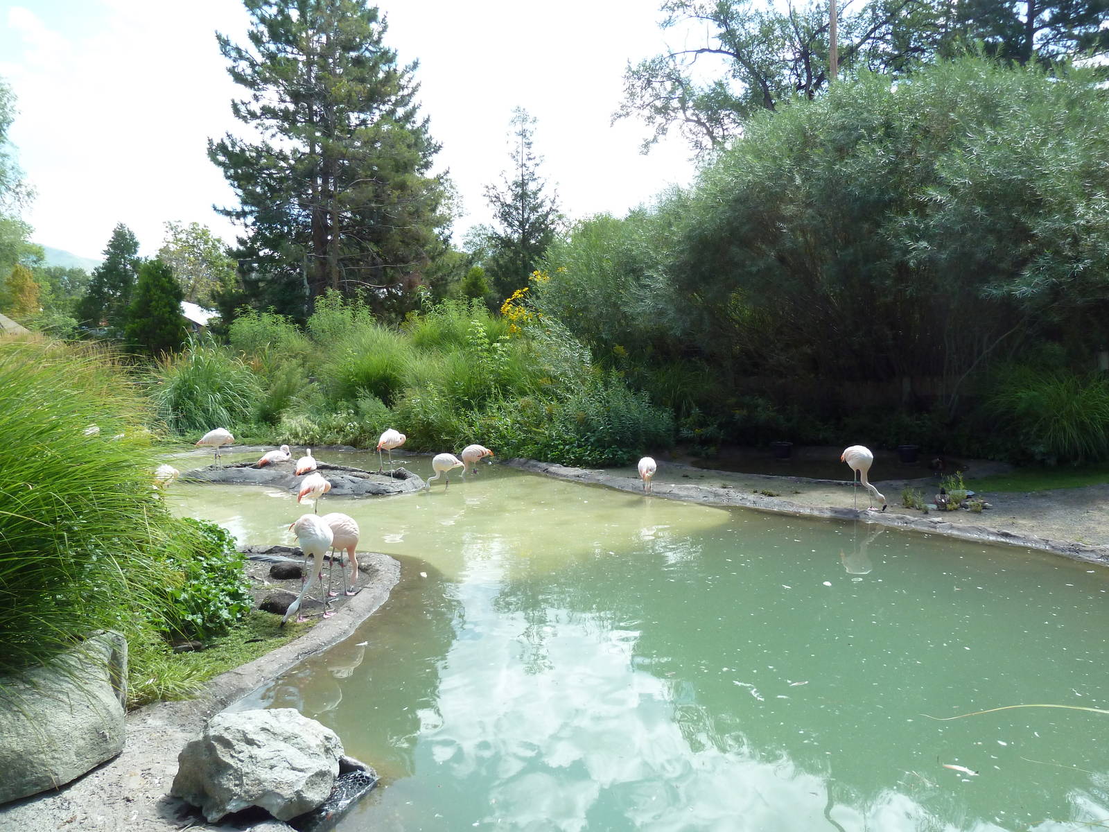 Destination Argentina - Lagoon (9 Species)