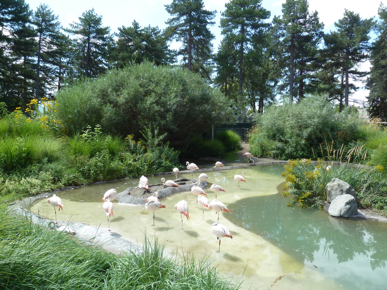 Destination Argentina - Lagoon (9 Species)