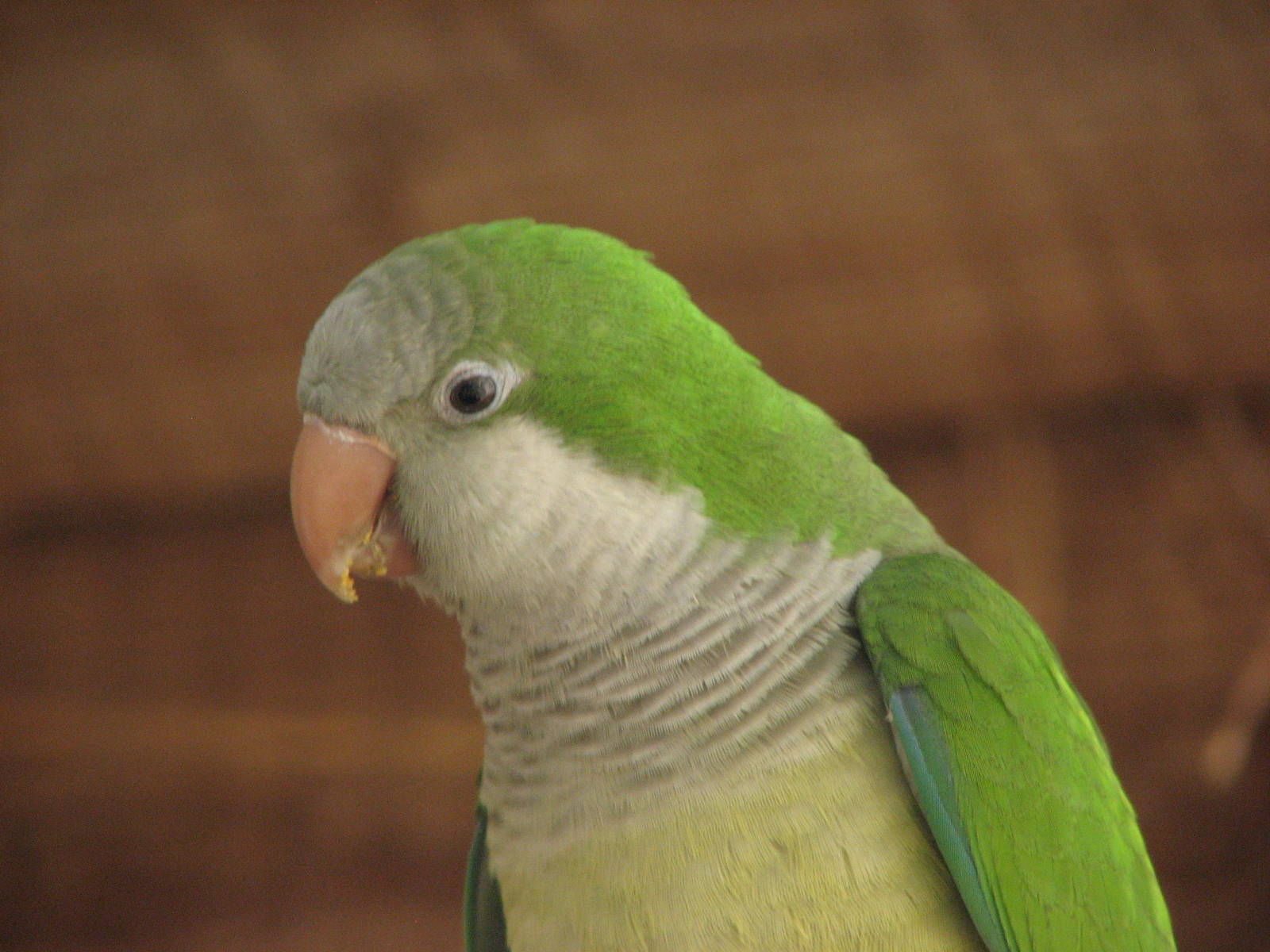 Destination Argentina - Monk Parakeet